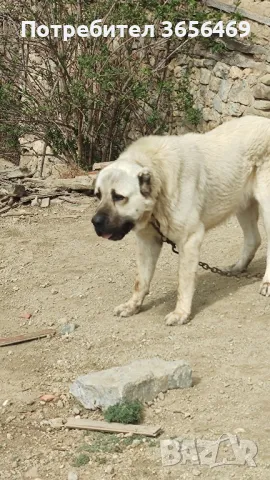 Малки породисти Кангали, снимка 1