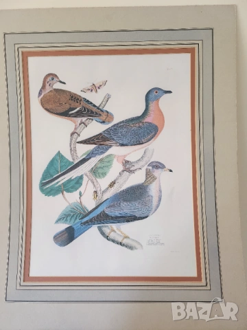 Декоративни птици - Немски стандарт (официален),цветен,300 вида описани, критерии за оценка/+рисунки, снимка 12 - Енциклопедии, справочници - 52341558