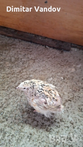 Пъдпъдъци носачки, снимка 2 - други­ - 53870608