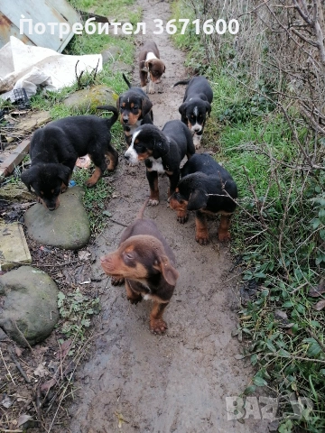 Подарявам гончета