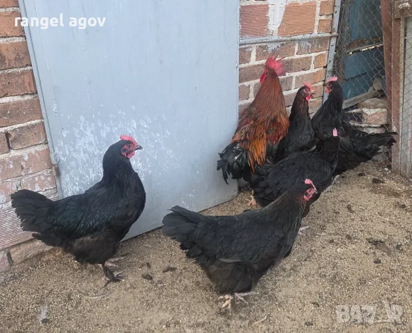 Кокошки черен мед Маран , снимка 5 - Кокошки и пуйки - 56316173