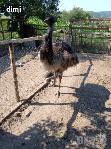 Продавам мъжко Ему 