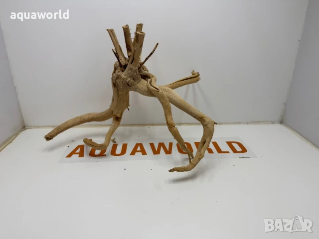 Корен Азалия 18