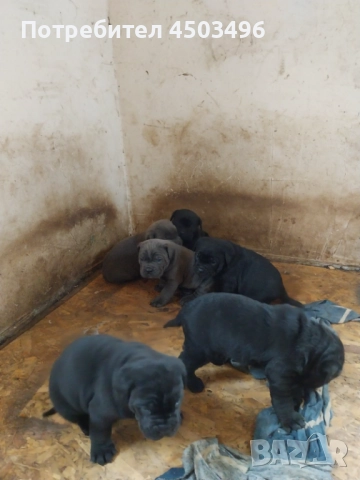 Чисто кръвни.Две женски и три мъжки., снимка 2 - Кане корсо - 52896077