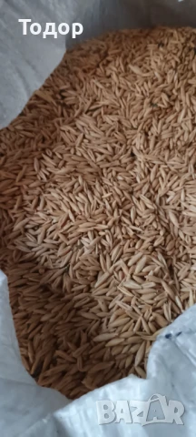 Продавам овес., снимка 3 - Папагали - 51309546