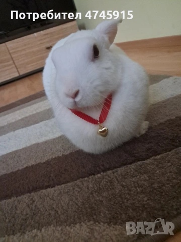 Подарявам декоративно зайче , снимка 8 - Декоративни зайчета - 53586707