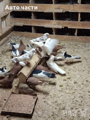 пазарджишки гълаби на хвърче не, снимка 12 - Гълъби - 48931182