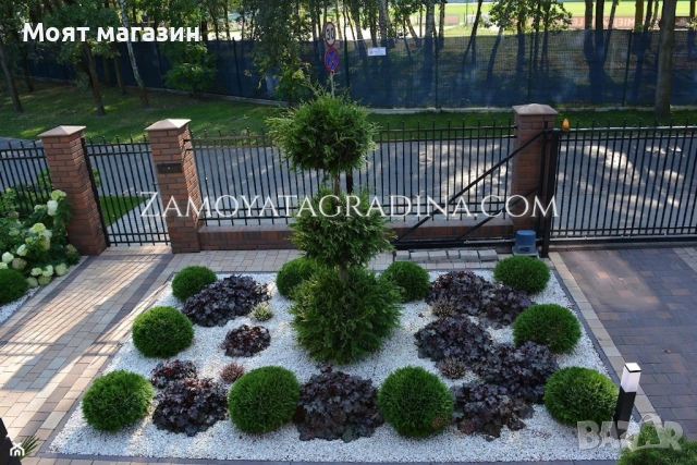 Туя Голд Даника Tuja Danica Gold, снимка 2 - Градински цветя и растения - 53650029