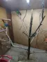 Продавам амадини , снимка 7