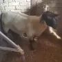 Продавам мъжки Суфолк , снимка 2