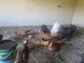 Излишни петлета Златен Зибрайт , снимка 6