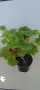 Pelargonium Millfield rose , снимка 2