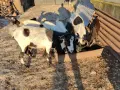 Кози и ярета млади, снимка 2