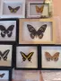 Истински Пеперуди в рамка, снимка 13