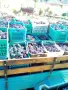 продавам грозде мерло и Каберне , снимка 4