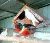 продавам фазани на различна възраст, снимка 3