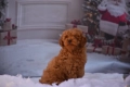 Той пудел (Toy poodle), снимка 7
