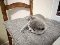 Британско късокосместо коте момче, снимка 4