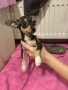 Чиху-пинчер кученца – готови за нов дом, снимка 7