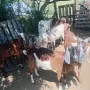 5 кози 3 женски ярета 1бр пръч, снимка 1
