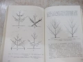 Книга "Малка овощна градина-Т.Ангелов/С.Иванов" - 184 стр.-1, снимка 6