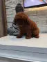 Пудел Той/Poodle Toy, снимка 4