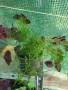 Малък Аспарагус - 4,99лв. Голям Аспарагус- 14,99лв., снимка 2