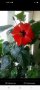 Китайска роза /хибискус , снимка 2