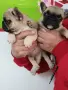 Френски булдог french bulldog , снимка 11