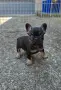 Френски булдог French Bulldog, снимка 2