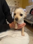 Продават се Чихуахуа и Пинчери, снимка 13