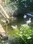 Продавам патета Мандаринки и Червенокрили барнета., снимка 3