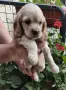 Кокер шпаньол Страхотни , снимка 1
