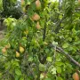 Продава се прекрасен селски имот., снимка 11
