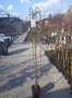    Плачеща върба (Salix caprea 'Kilmarnock'), снимка 6