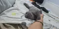 Чистокръвно британско коте, снимка 2