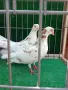 Въртящи гълъби*, снимка 1