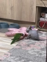 Канадски сфинкс две момчетнца, снимка 4