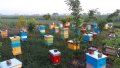 Продавам Пчелни отводки, снимка 1 - Други - 44461030