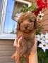 Той пудели, снимка 2