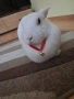 Подарявам декоративно зайче , снимка 8