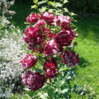 Роза 53, снимка 2 - Градински цветя и растения - 41820734
