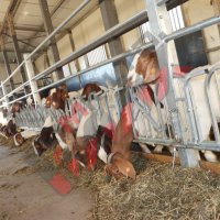 Хранителни решетки със заключващ механизъм за овце и кози, снимка 9 - За селскостопански - 34655140