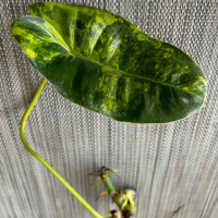 Philodendron Burle Marx Variegated, снимка 2 - Стайни растения - 44791380