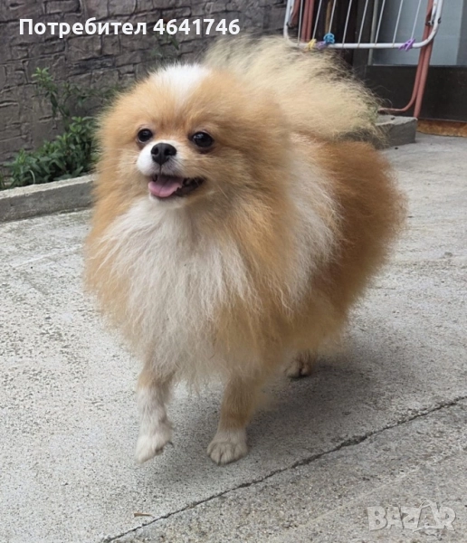 Померан, снимка 1