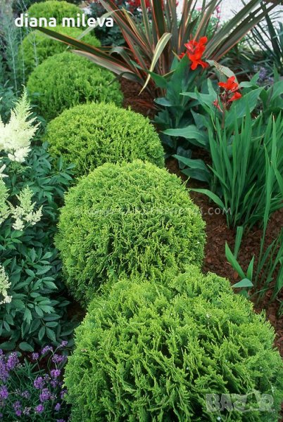 Туя Тини Тим, Thuja Tiny Tim, снимка 1