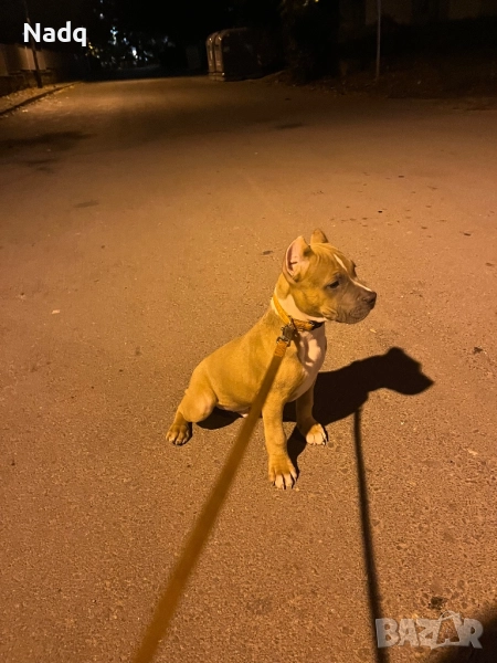 Amerikan bully XL, снимка 1