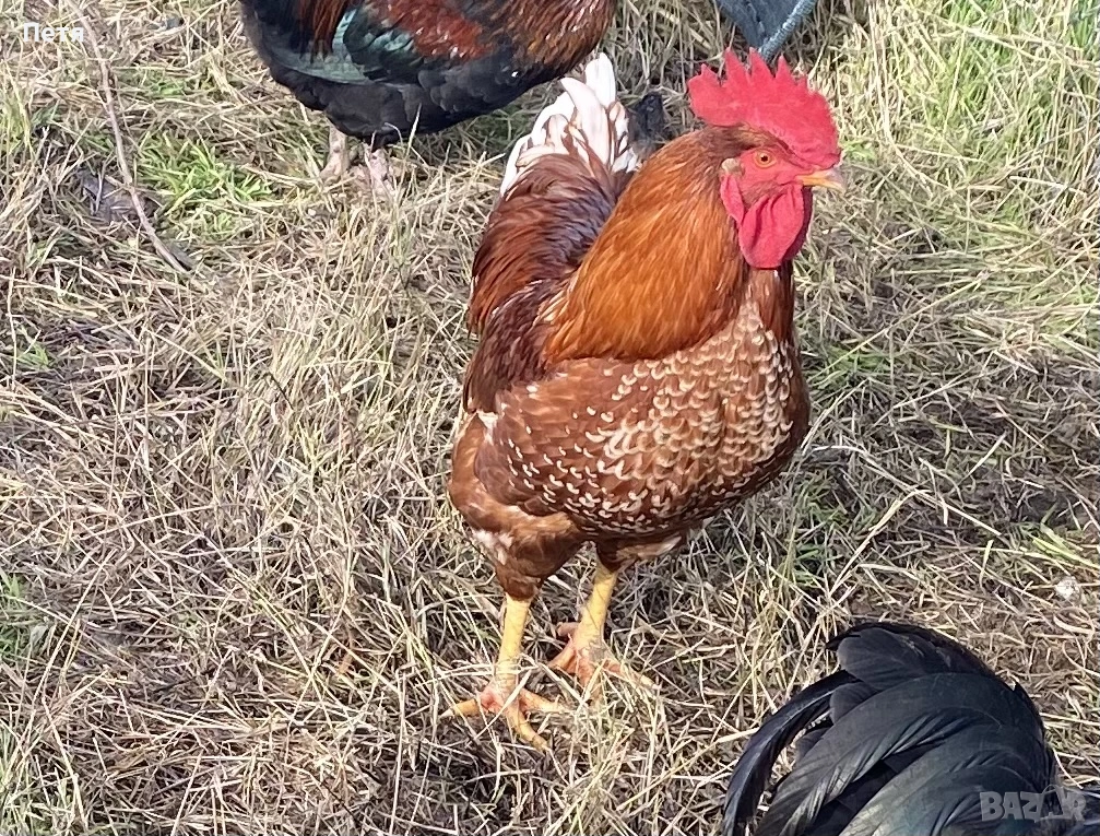 Петлета на 6 месеца, снимка 1