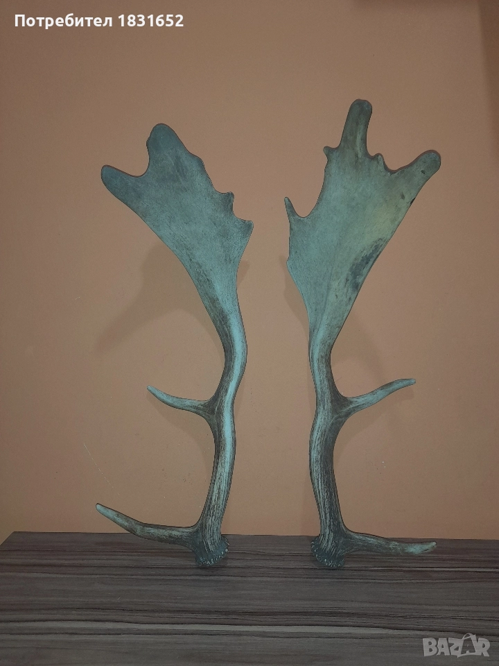 Рога от елен - Лопатар, снимка 1