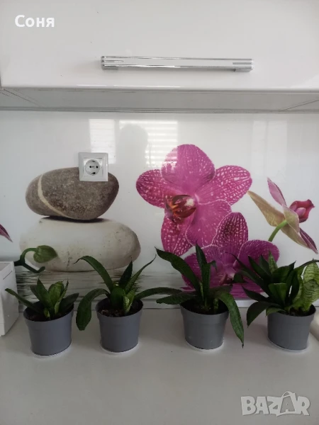 Сансевиера Хани, снимка 1